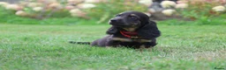 Miniature Dachshund dogs for sale: Outstanding KC Black & Tan Miniature Dachshund Boy - Advert 10