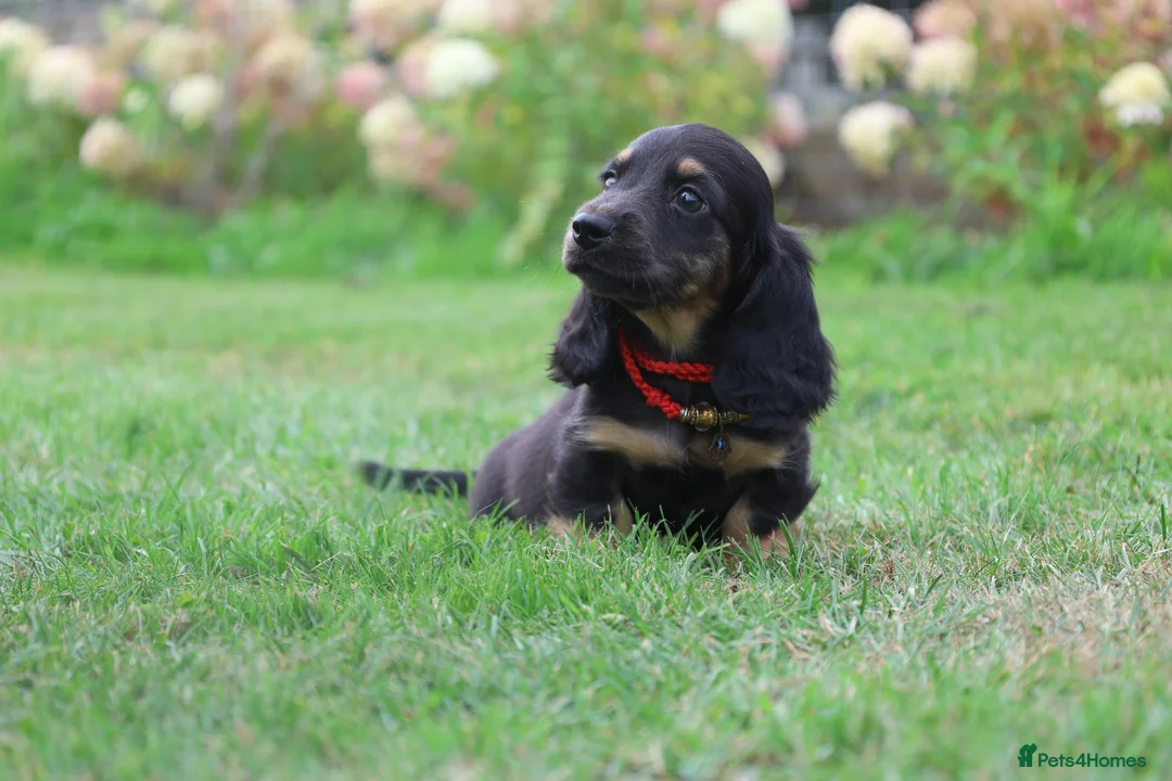 Miniature Dachshund dogs for sale: Outstanding KC Black & Tan Miniature Dachshund Boy - Advert 10