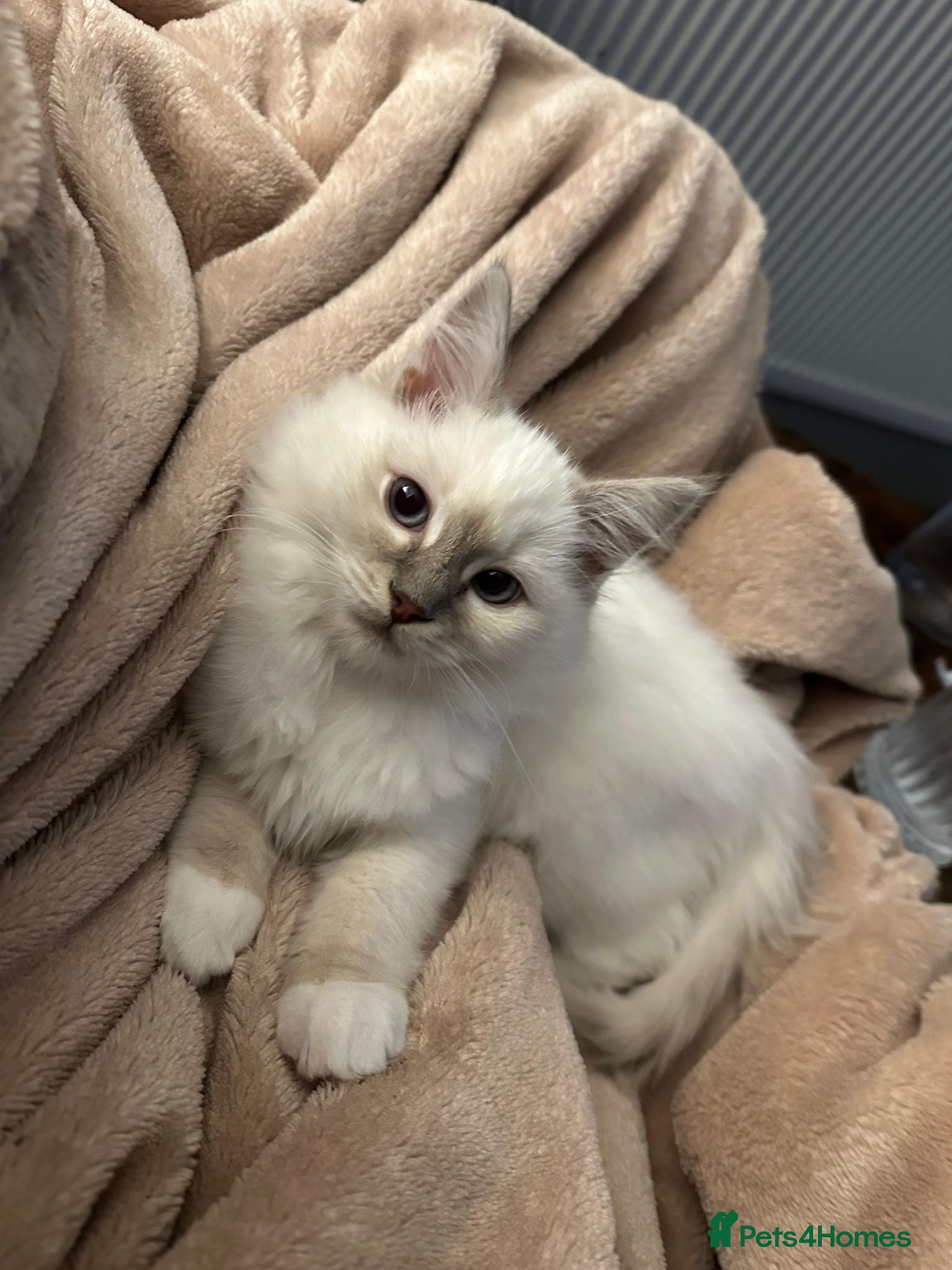 Ragdoll cats 5 Month Ragdoll Lilac Lynx - Advert 12