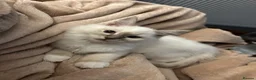 Ragdoll cats for sale: 5 Month Ragdoll Lilac Lynx in Stockport - Advert 1