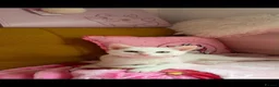 Domestic Shorthair cats for sale: Beautiful Kitten needs new home - Advert 8