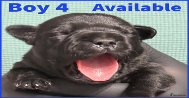 Staffordshire Bull Terrier dogs - Advert 10