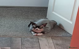 Sphynx cats for stud: Sphynx cat - Image 3