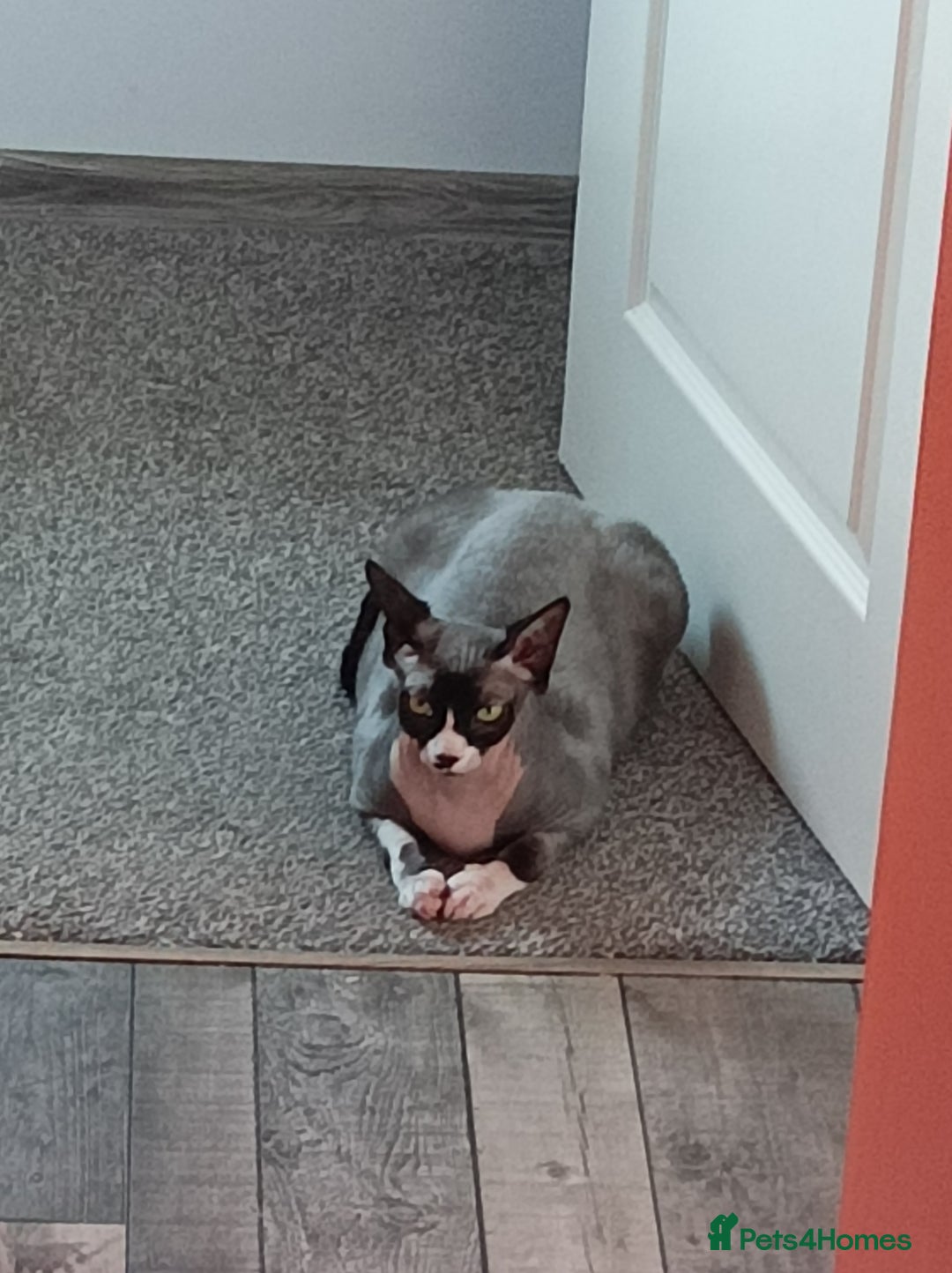 Sphynx cats for stud: Sphynx cat - Image 3