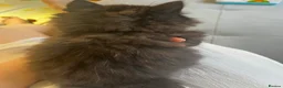 Mixed Breed cats for sale: Adorable Mixed Breed Kittens Ready For New Homes - Advert 14