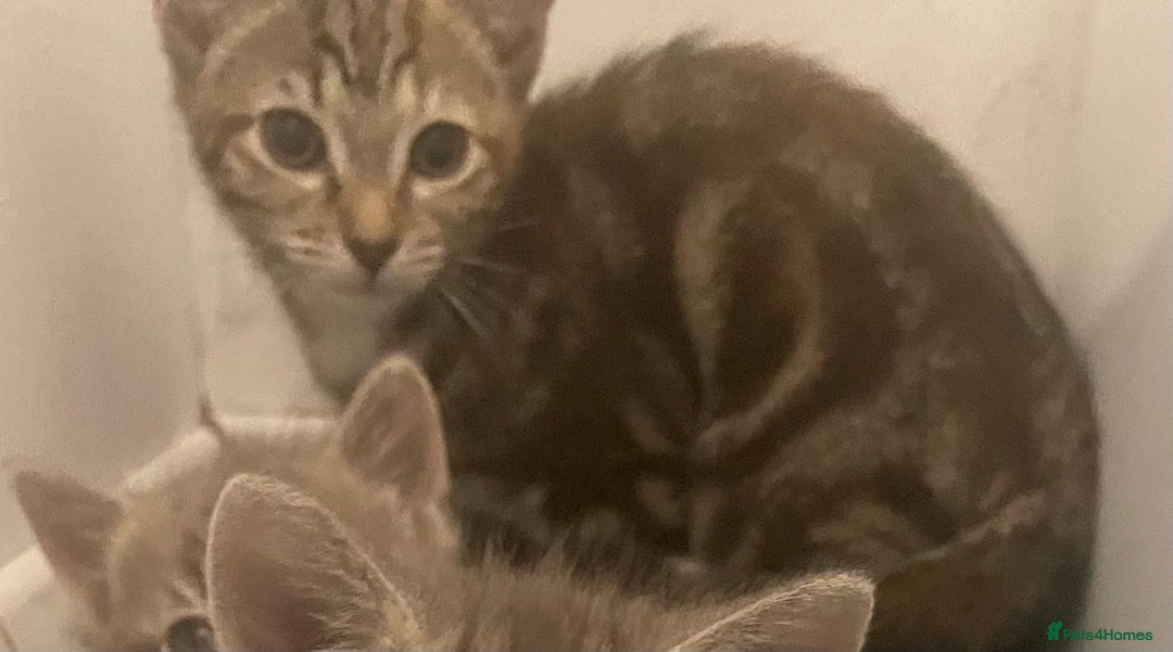 British Shorthair cats for sale: Tabby Kittens for sale - Image 4