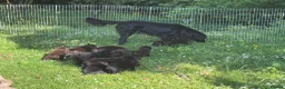 Flat coated Retriever dogs for sale: Gorgeous liver and black Flatcoat Retrievers - Advert 10