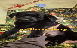 Mixed Breed dogs for sale: Beautiful sheprador puppies  - Advert 17