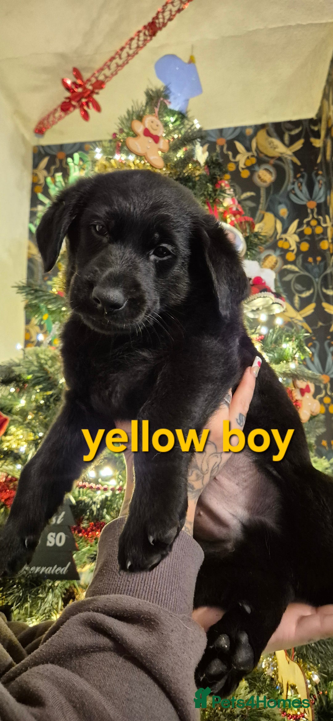 Mixed Breed dogs for sale: Beautiful sheprador puppies  - Advert 17