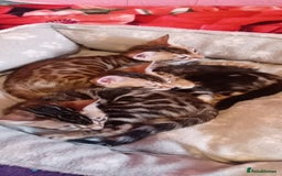 Bengal cats for sale: Pedigree Bengal Kittens - Image 8