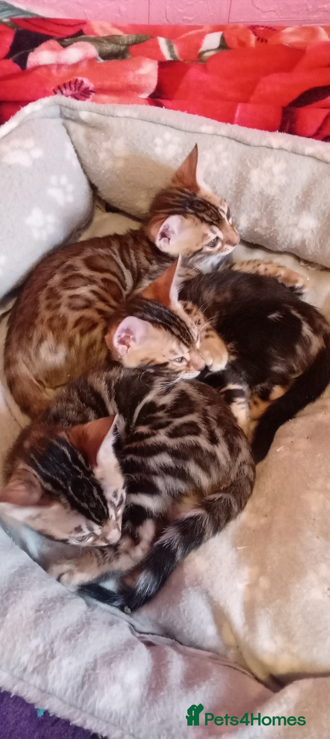 Bengal cats for sale: Pedigree Bengal Kittens - Image 8