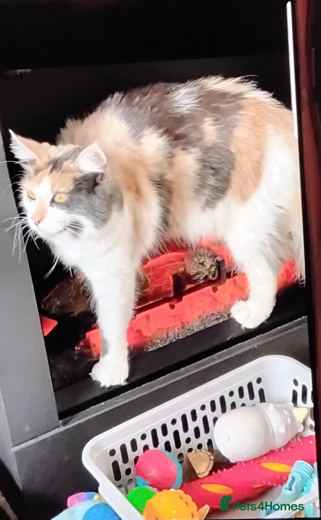 Maine Coon cats for sale: Tica registered maincoon kittens  - Advert 19