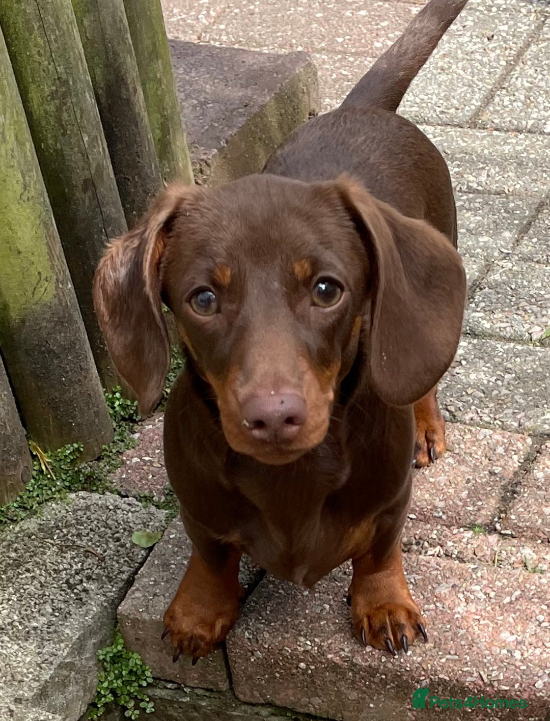 Miniature Dachshund dogs for stud: Mini Smooth Chocolate/Tan Dachshund (Stud Only) - Image 6