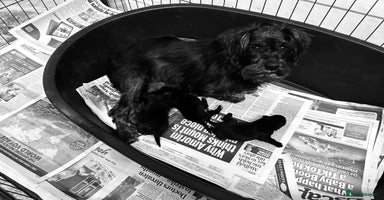 Miniature Schnauzer dogs - Advert 2