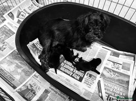 Miniature Schnauzer dogs - Advert 3