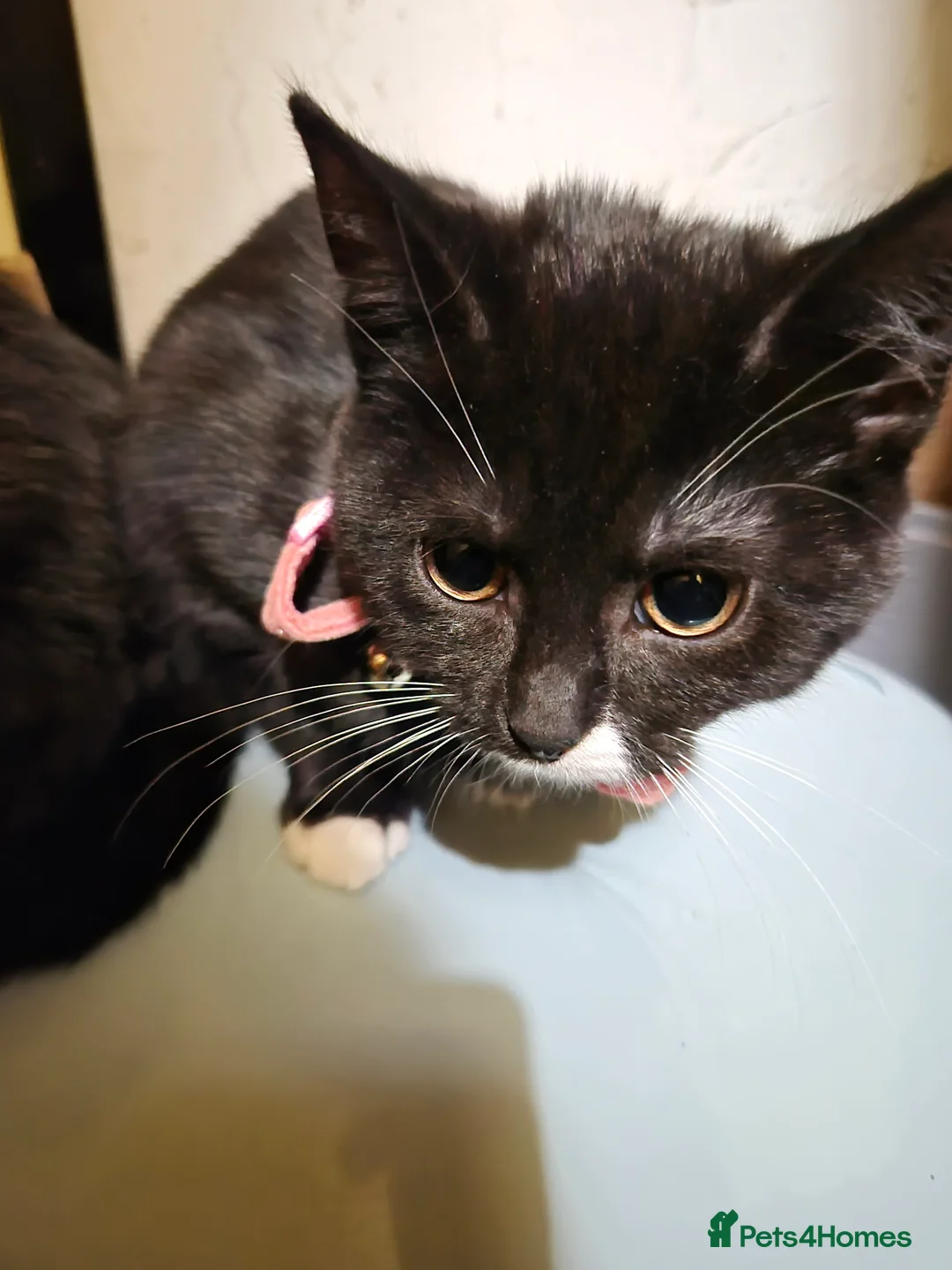 British Shorthair cats for sale: 3 cats 2 aged 15 months and 1 aged 8 months - Advert 2