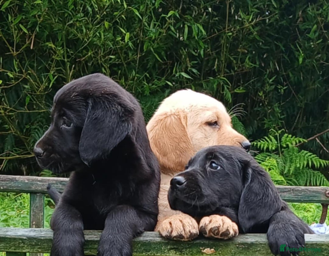 Goldador dogs for sale: Goldador Puppies  - Image 10