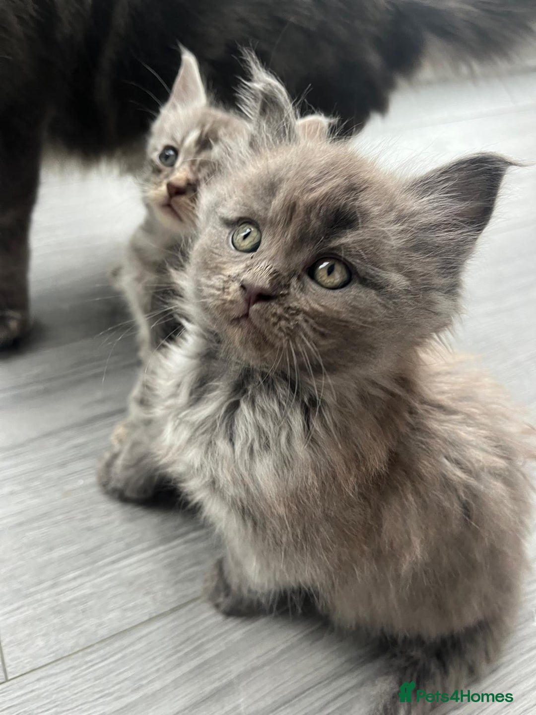 Maine Coon cats for sale: Maine Coon X  - Image 4