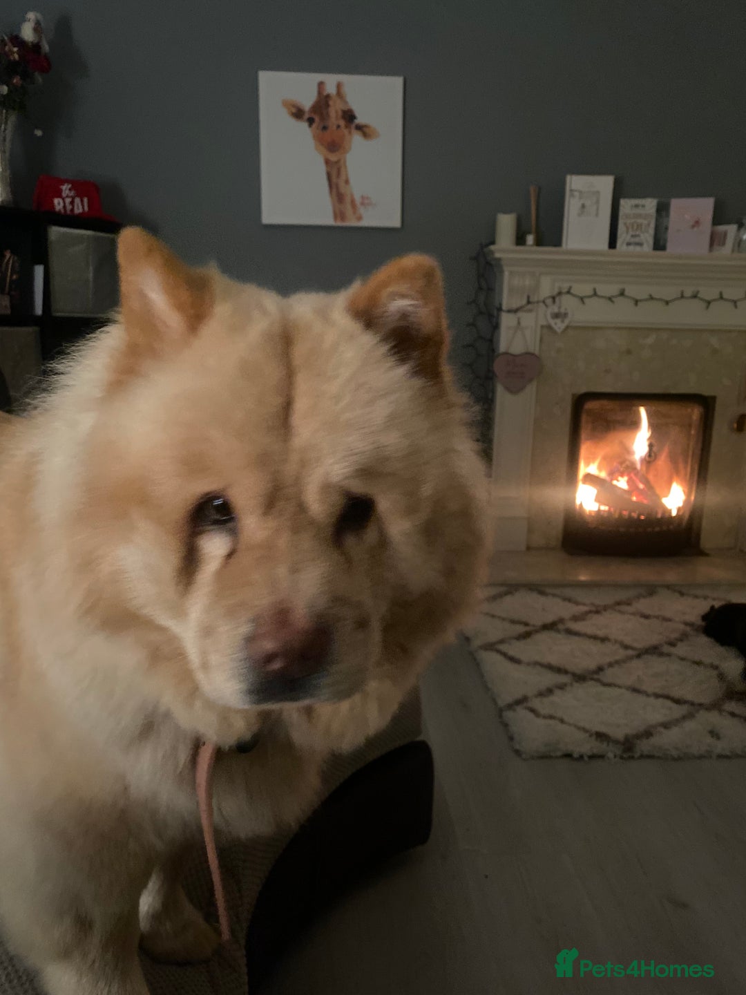 Mixed Breed dogs for sale: Darcy  - Advert 3