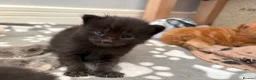Maine Coon cats for sale: Gorgeous Maine Coon Kittens  - Advert 21