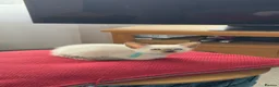 Siamese cats for sale: Siamese kittens  - Advert 16