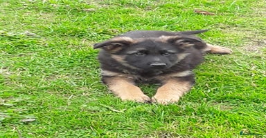 German Shepherd dogs - Advert 1