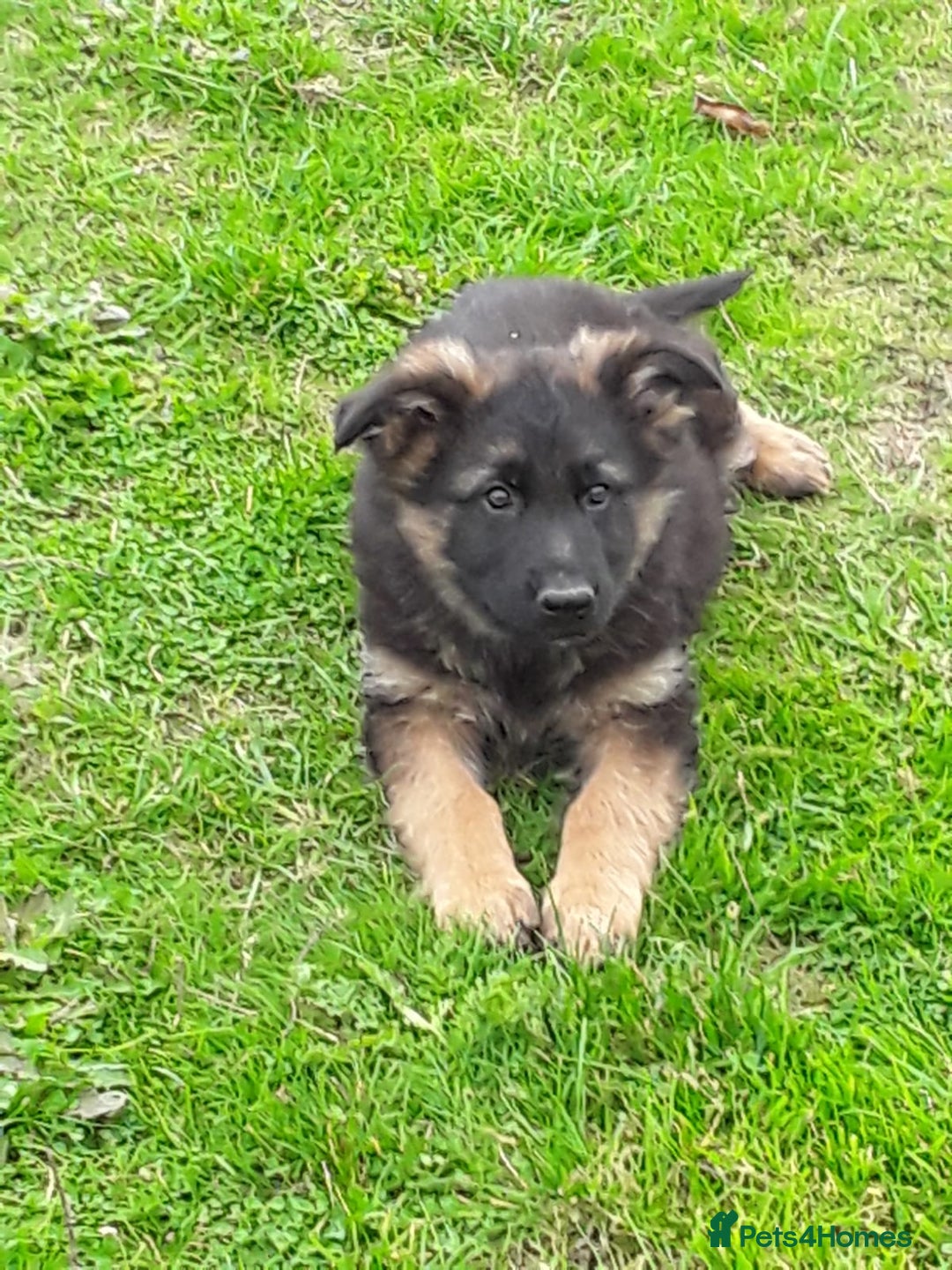 German Shepherd dogs for sale: GERMAN SHEPHERD PUPPIES - Image 3