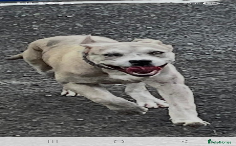 Cane Corso dogs - Advert 6