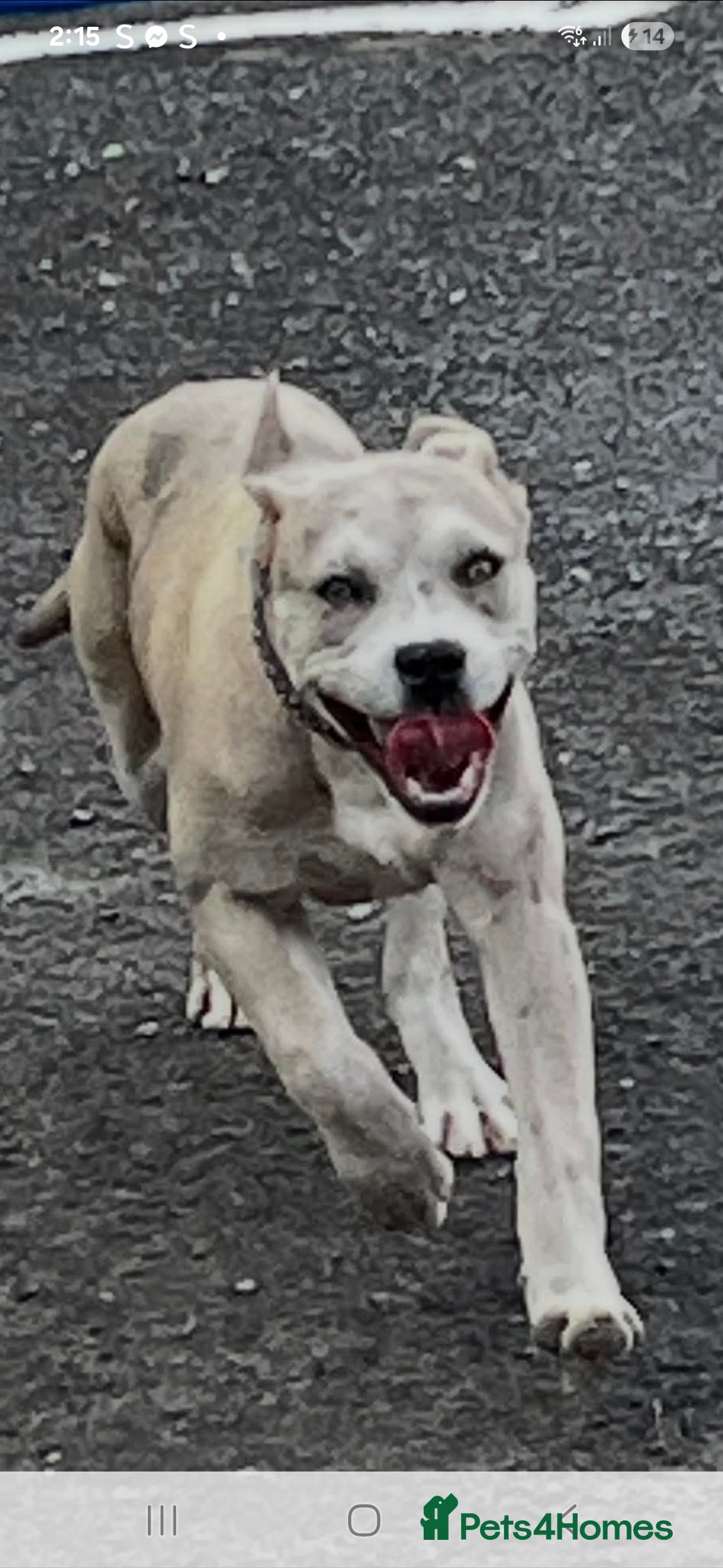 Cane Corso dogs for sale: Female cane corso cross - Image 1