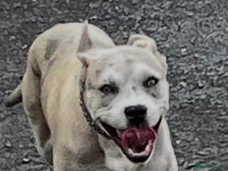 Cane Corso dogs Female cane corso cross - Advert 8