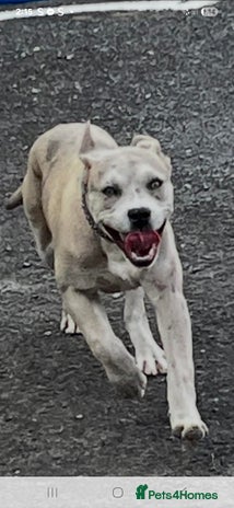 Cane Corso dogs - Advert 3