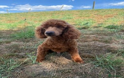 Toy Poodle dogs for sale: Toy Poodle male  - Image 2