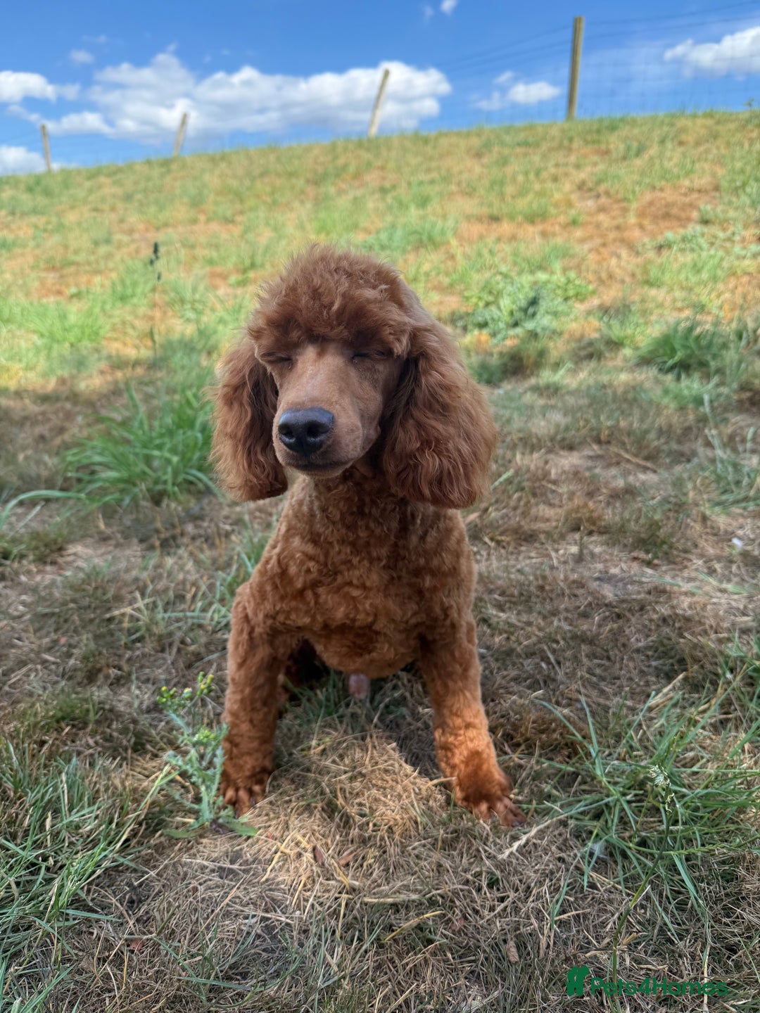Toy Poodle dogs for sale: Toy Poodle male  - Image 2