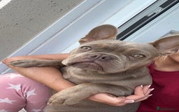 French Bulldog dogs for sale: KC registered French Bulldog  - Image 4