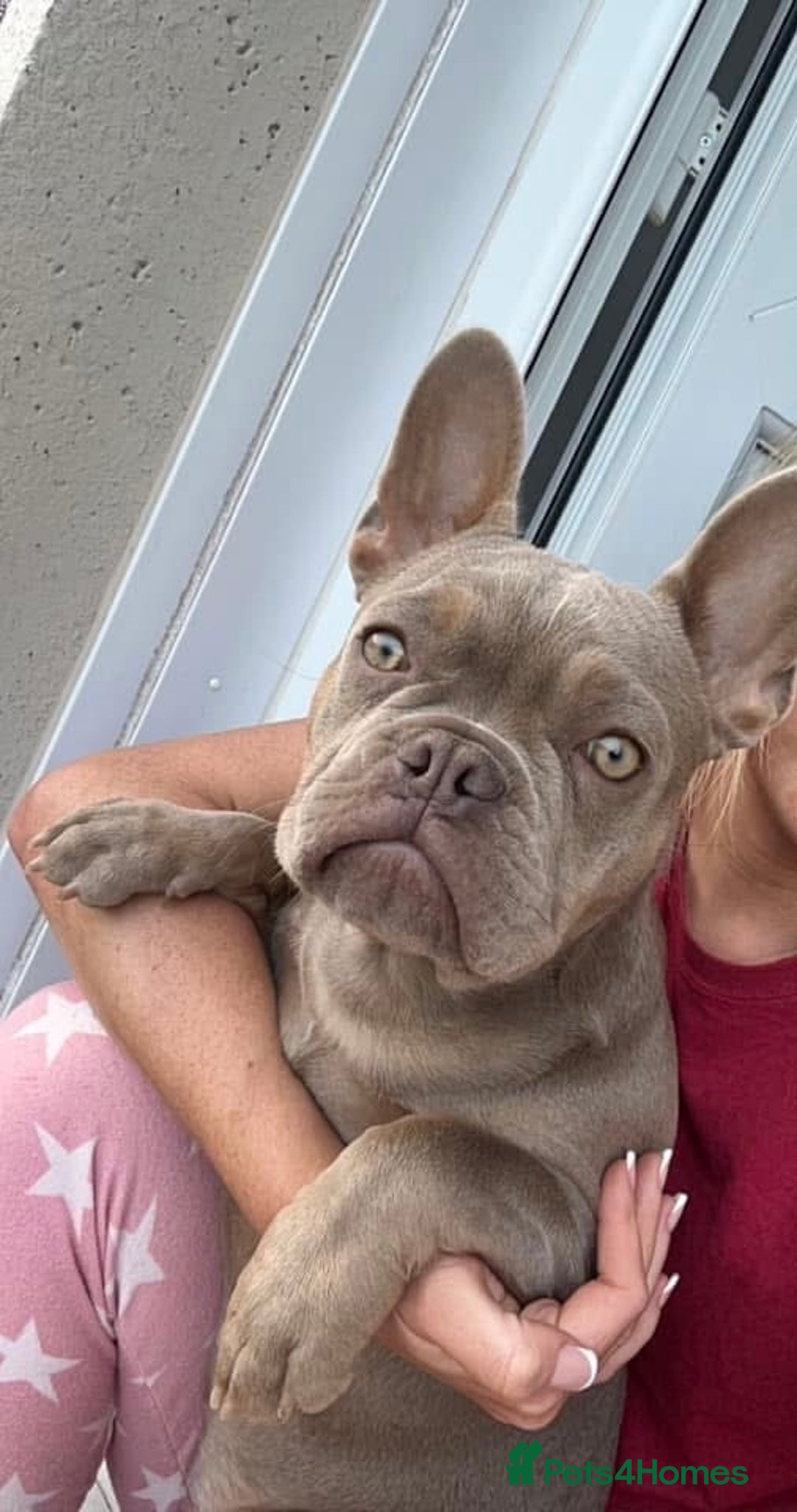 French Bulldog dogs for sale: KC registered French Bulldog  - Image 4