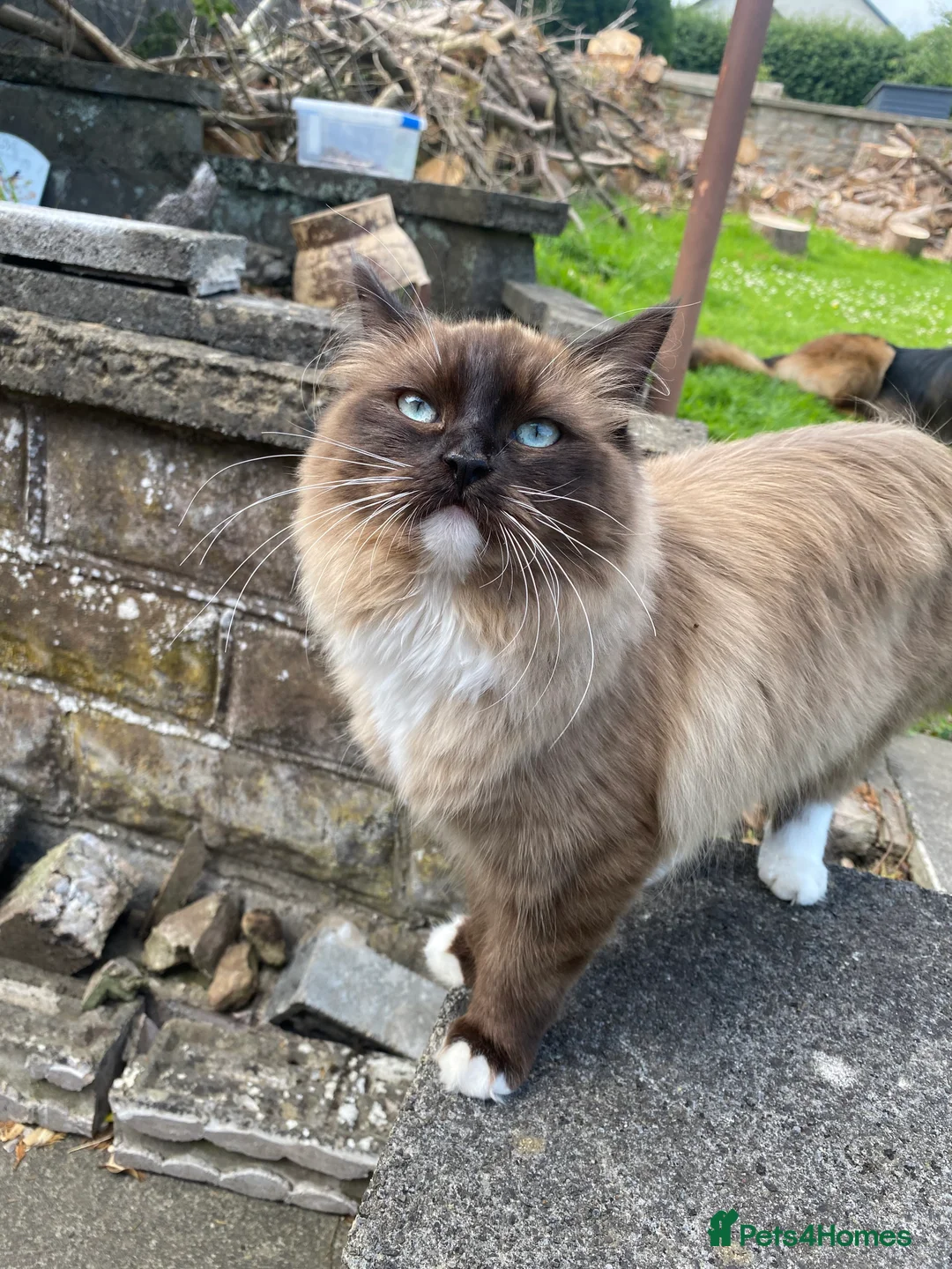 Ragdoll cats for sale: Mink Ragdolls  - Advert 5