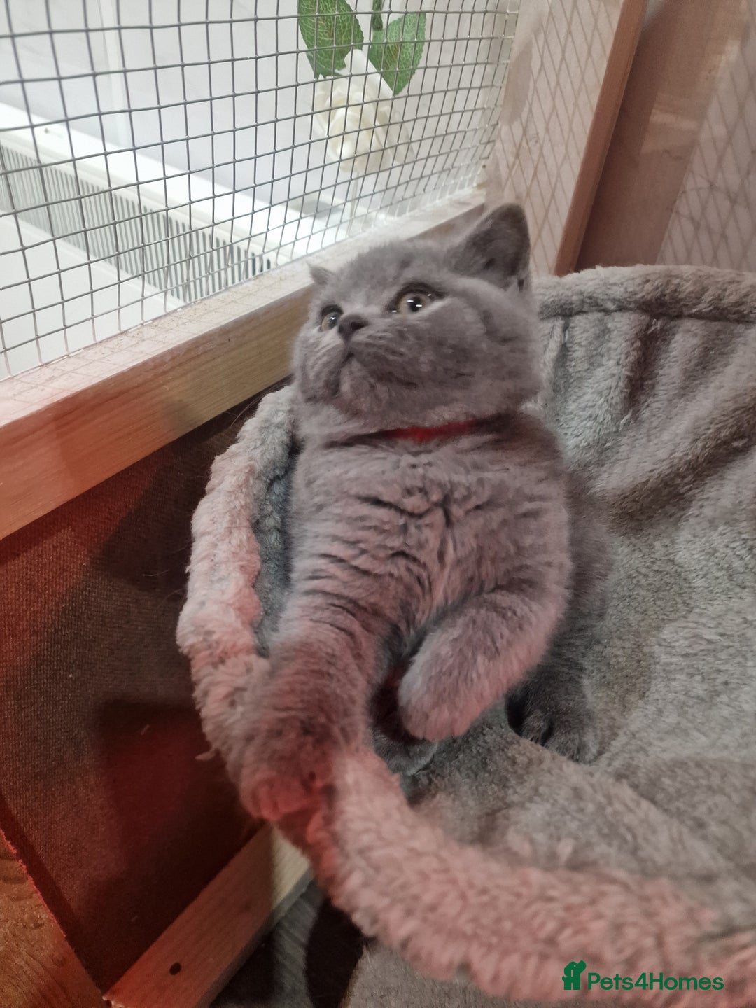 British Shorthair cats for sale: Champion Gccf chunky kittens  - Advert 5