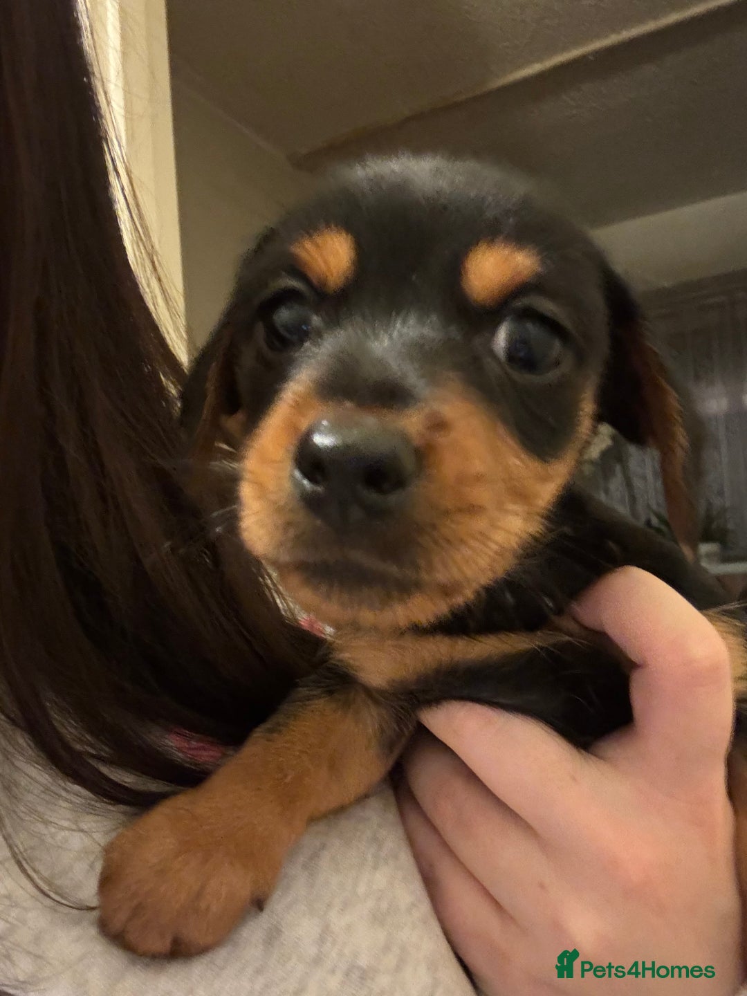 Mixed Breed dogs for sale: Minituare Yorkie cross dachshund puppies - Image 7