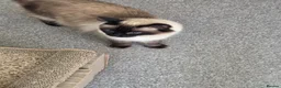 Ragdoll cats for sale: 2 adorable female sealpoint kittens - Advert 14