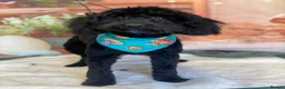 Cockapoo dogs for sale: 11 month old cockerpoo in Mansfield - Advert 4