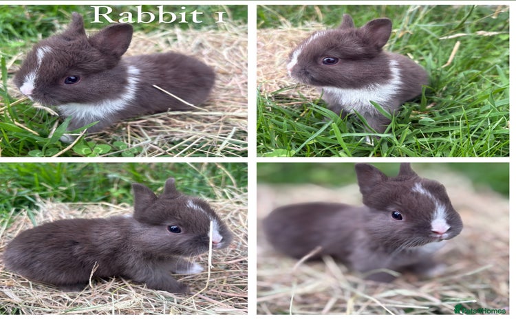 Netherland Dwarf rabbits - Advert 7