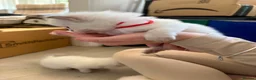 Ragdoll cats for sale: Stunning pure breed Ragdoll kittens  - Advert 13