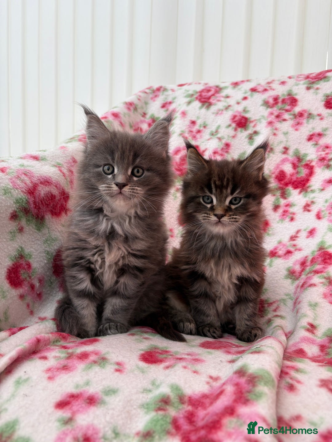 Maine Coon cats for sale: Maine Coon kittens  - Advert 1