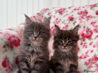 Maine Coon cats Maine Coon kittens - Advert 2