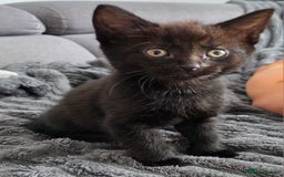 Mixed Breed cats for sale: Lovely little kitten girl - Image 2