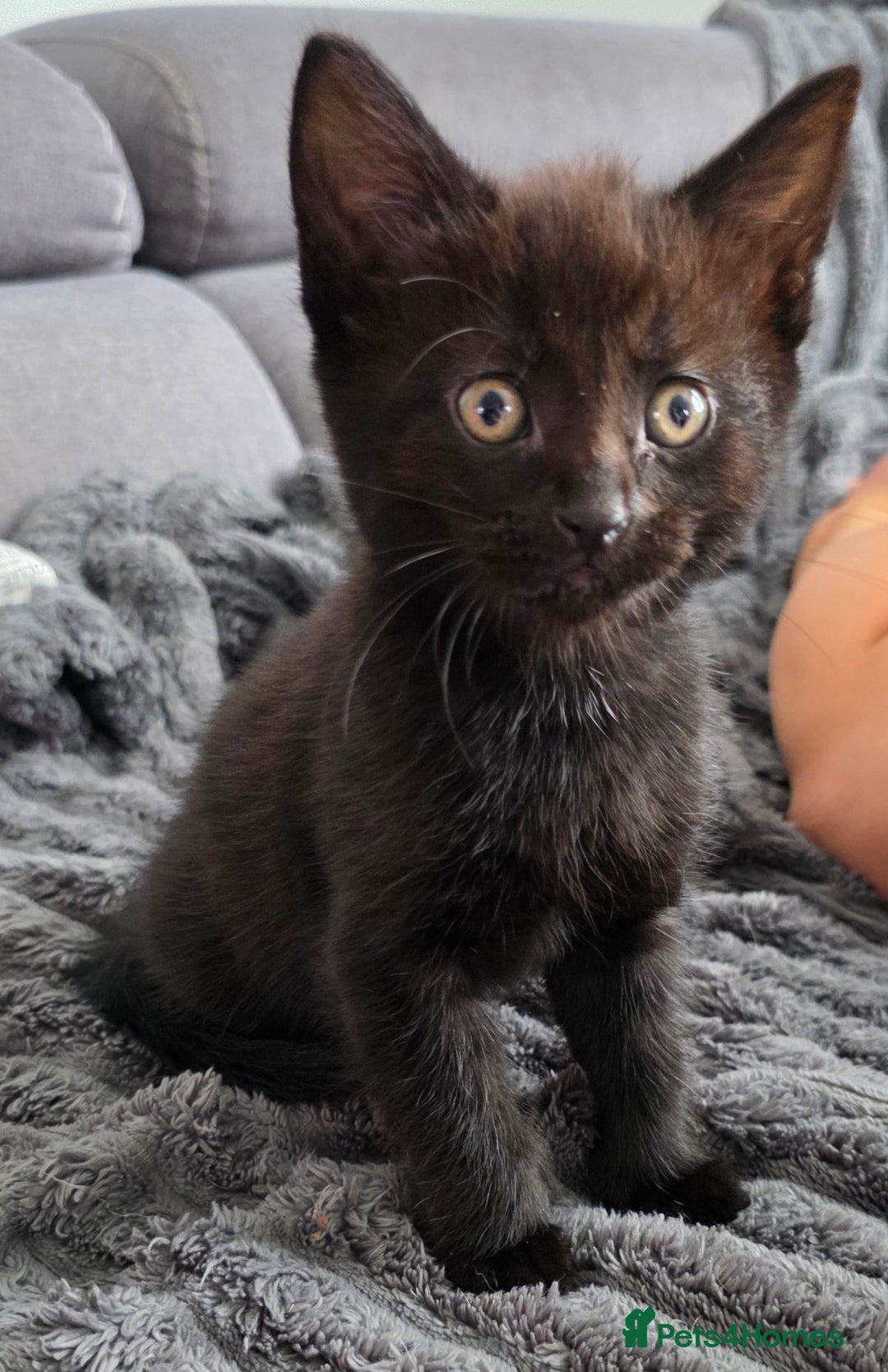 Mixed Breed cats for sale: Lovely little kitten girl - Image 2