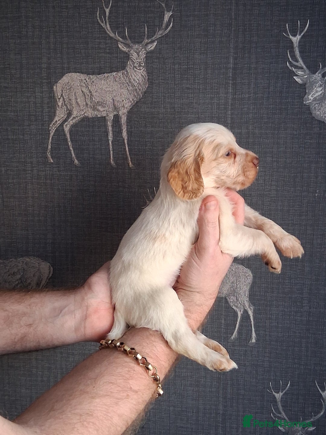 Cocker Spaniel dogs for sale: beautiful working cocker spaniels for sale - Advert 7