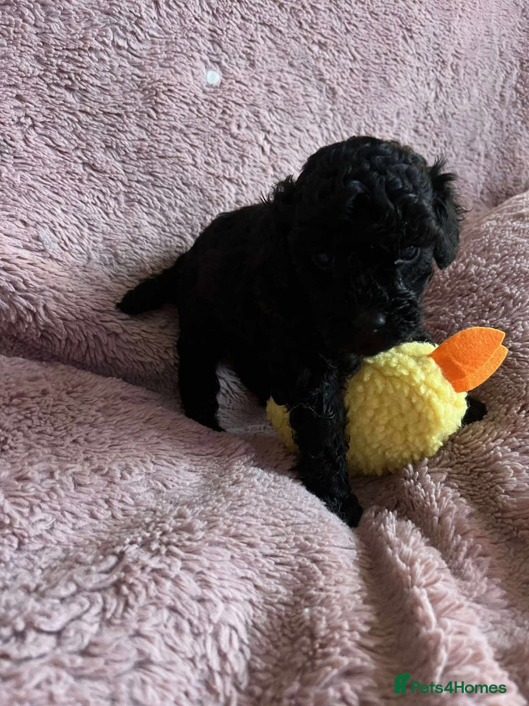 Miniature Poodle dogs for sale: Miniature Poodles!!! - Advert 4