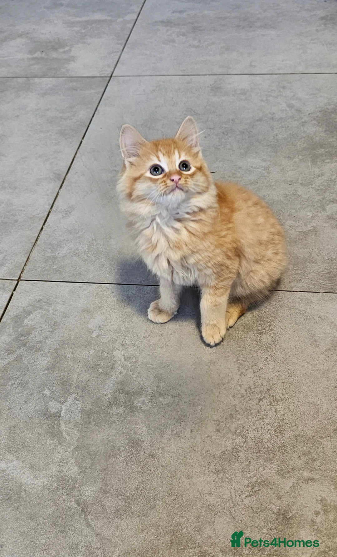 Mixed Breed cats for sale: kittens in Horley - Advert 2