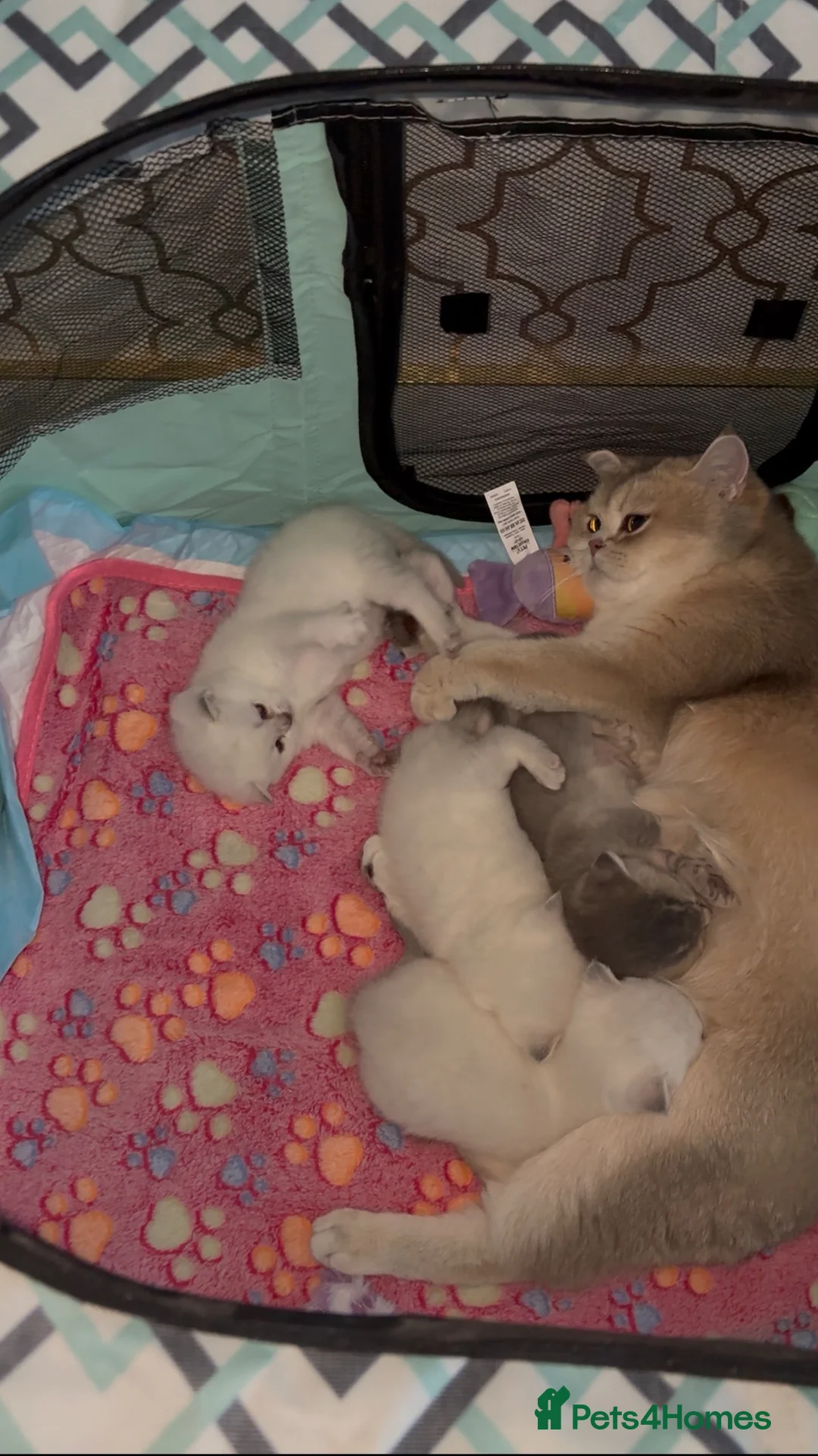 British Shorthair cats for sale: Cuteness Overload Alert! British Shorthair Kittens in Kettering - Advert 1